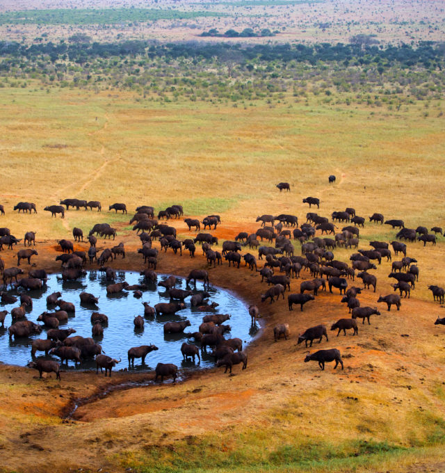 Buffalo at waterhole, Botswana, Linyanti Wildlife Reserve