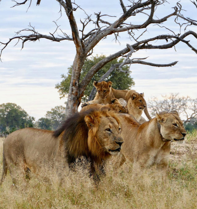 cecil-and-his-pride-of-lions-Hwange-Malinda-Brown-Somalisa African Bush Camps Zimbabwe Safari