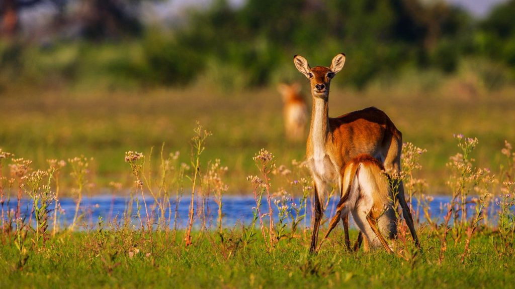 wildlife in the Okavango Delta