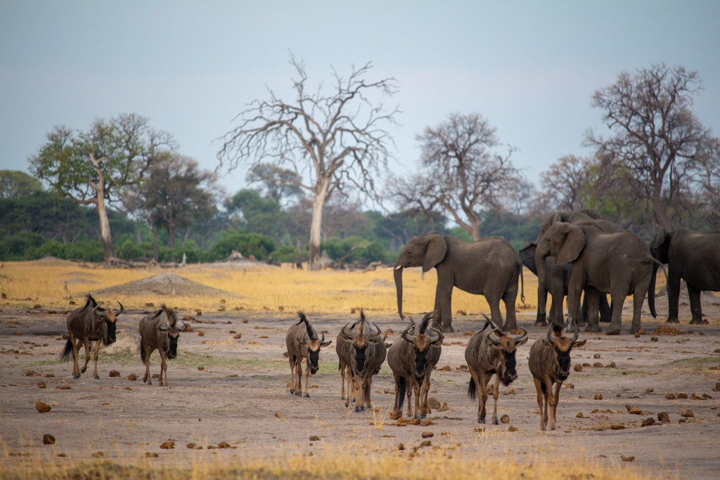 wilderbeest-and-elephants-in-hwange-national-park-at-somalisa-camp-african-bush-camps-zimbabwe-wildlife-safari